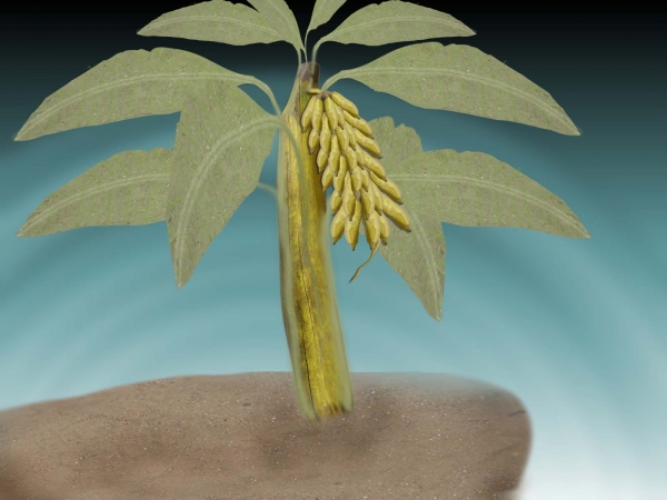 Creation of Plant with banana: Step 7